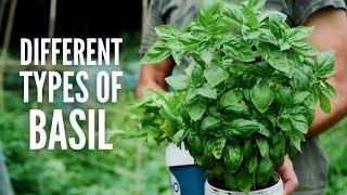 Types of Basil: 20 Basil Varieties and Their Use