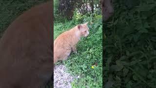 인도네시아 반둥 공원에서.. #cat #funny #pets