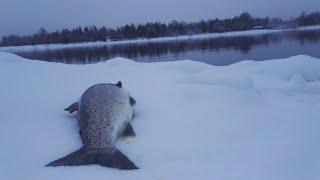 Taimenen talvikalastus Trout winter fishing