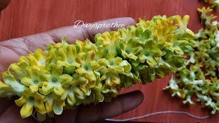 Kodi Sampangi/Tonkin Jasmine Garland/string green sampangi Garland/freshflower mala for god/VENI/DIY