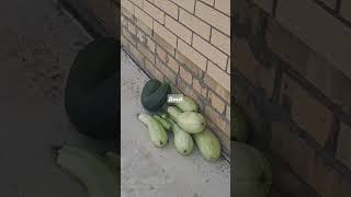 26 сентября, УРОЖАЙ НЕ СДАЕТСЯ!#дача#теплица#урожай