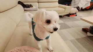 신둥이 간식달라기발광끼ㅋ