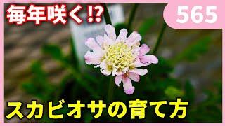 スカビオサの育て方 ｂｙ園芸チャンネル 565 園芸 ガーデニング 初心者