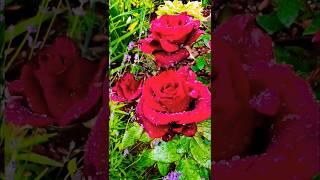 Surah Rahman Sorat Rehman Surat Ar Raman | الرحمن | sourate Rhman Tilawat Quran coran nature video