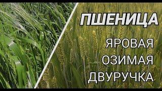 Пшеница - Яровая, Озимая и Двуручка. Что такое пшеница Двуручка?