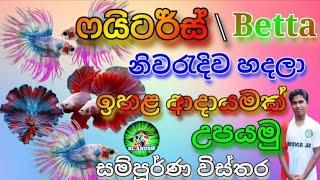 ෆයිටර් පොඩි ඉඩක ඉහළ ආදායමක් හොයමු |betta fish care in sinhala | betta fish