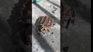 Alligator snapping turtle