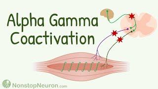 Αlpha Gamma Coactivation || Importance of Gamma Innervation to Muscle Spindle