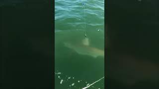 GIANT shark from a kayak!?! #fishing #shorts  
