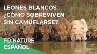 Leones Blancos, Ep. 2: Lucha por la supervivencia | Free Documentary Nature - Español