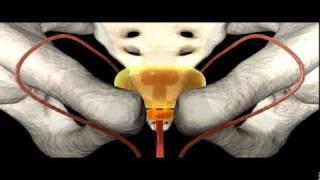 Urinary System | Anatomy | Biology