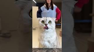 When Sonya wants to eat, nothing can stop her! #cat #cats