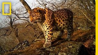 See One of the World's Rarest Big Cats | National Geographic