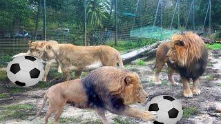 Lions Playing Football At Newquay Zoo In Cornwall