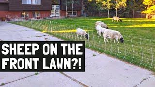 SHEEP ON THE FRONT YARD?! Turn your lawn into delicious lamb!