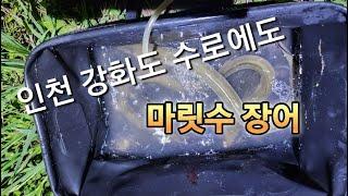 인천 강화도 수로에도 민물장어들이 득실 득실 배수하기 전에 꼭 가보자