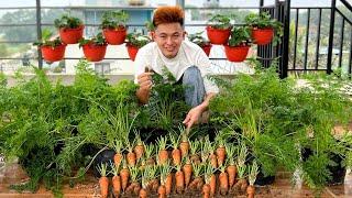 Carrot Growing Method Is Perfect, High Yielding, And Very Easy To Grow