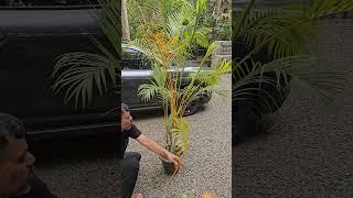 Areca palm caring/golden leaf#indore  #areca #plants #palm #tree#grafting,