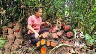 Harvesting strange brown tubers - going to the market to sell, buying electric wires | Harvesting