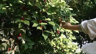 시골 풍경. 보리수 열매 떨어지는 소리 the sound of putting fruit in a bag