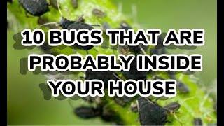 10 BUGS THAT ARE PROBABLY INSIDE YOUR HOUSE | AMAZING TEN TV