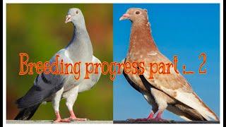 Breeding Progress Part :- 2 | X Fighter Birds