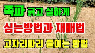 쪽파 굵고 실하게 키우기 위한 파종법과 재배방법