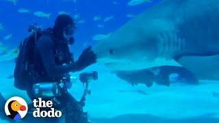 Wild Shark Recognizes Human Best Friend After They Were Separated For A Year  | The Dodo Soulmates