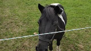 Pferd frisst Quitten Früchte auf Reitsport Reitstall Koppel Wiese