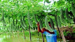 Bitter Gourd Agriculture - Bitter Gourd Cultivation Process - Bitter Gourd Farming & Harvesting