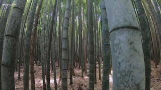 Inside one of the most amazing bamboo forests in the world