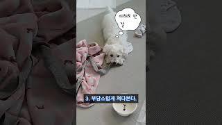 춘밤이가 산책 가고 싶을 때 하는 행동 4가지