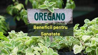 Care sunt benficiile OREGANO-ului pentru Sanatate?