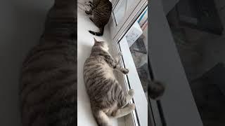 #cat #веселыекоты #марсик #тимоша 