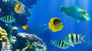 2 Hours of Beautiful Coral Reef Fish, Relaxing Ocean Fish, & Stunning Aquarium Relax Music