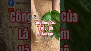 Bạn đã biết công dụng của Lá Dâu Tằm Và Râu Ngô chưa?
