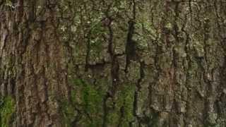 White-breasted Nuthatch foraging on tree trunk