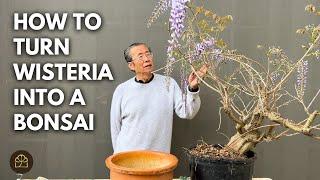 How to Turn Wisteria into a Beautiful Bonsai