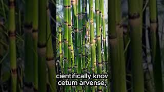 Horsetails Spiritual and Medicinal Meaning @youtubecreators #YouTubeHighFive