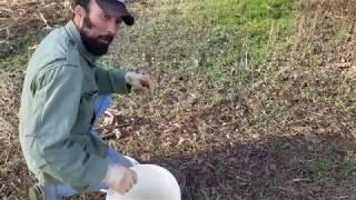 Coyote Trap Setting - Professional Trapping and Fur Handling #lazypondfarm Fish & Hunt