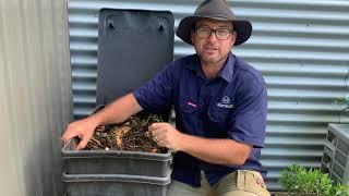 Earthworms vs Compost worms