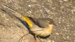 The birds of this Earth, the grey wagtail, Motacilla cinerea...