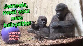 Baby Gorillas - Jameela (#32) has a new babysitter!         #baby gorillas