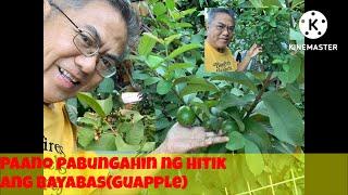 PAANO PABUNGAHIN NG HITIK ANG #BAYABAS (#GUAPPLE)