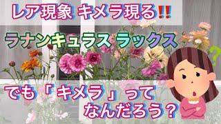 ラナンキュラスラックス レア現象キメラ現る️でも、キメラってなんだろう？？