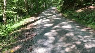 Smokey Mountain National Park Timber Rattle Snake