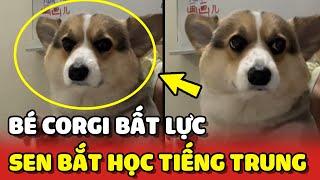 Chú chó Corgi bất lực vì bị con Sen bắt học TIẾNG TRUNG  | Yêu Lu