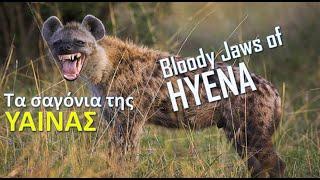 THE BLOODY JAWS OF HYENA (ΤΑ ΣΑΓΟΝΙΑ ΤΗΣ ΥΑΙΑΝΑΣ)