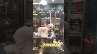 first hair cut  #shorts #shorts #shortvideo #dog #doglover #short  #dogs