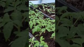 Секреты толстой РАССАДЫ. ТЕПЛИЦА обзор #огород #дача #овощи #помидоры #garden